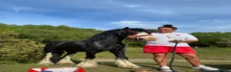 Miniature horses for sale: Prince 💙 - Advert 2
