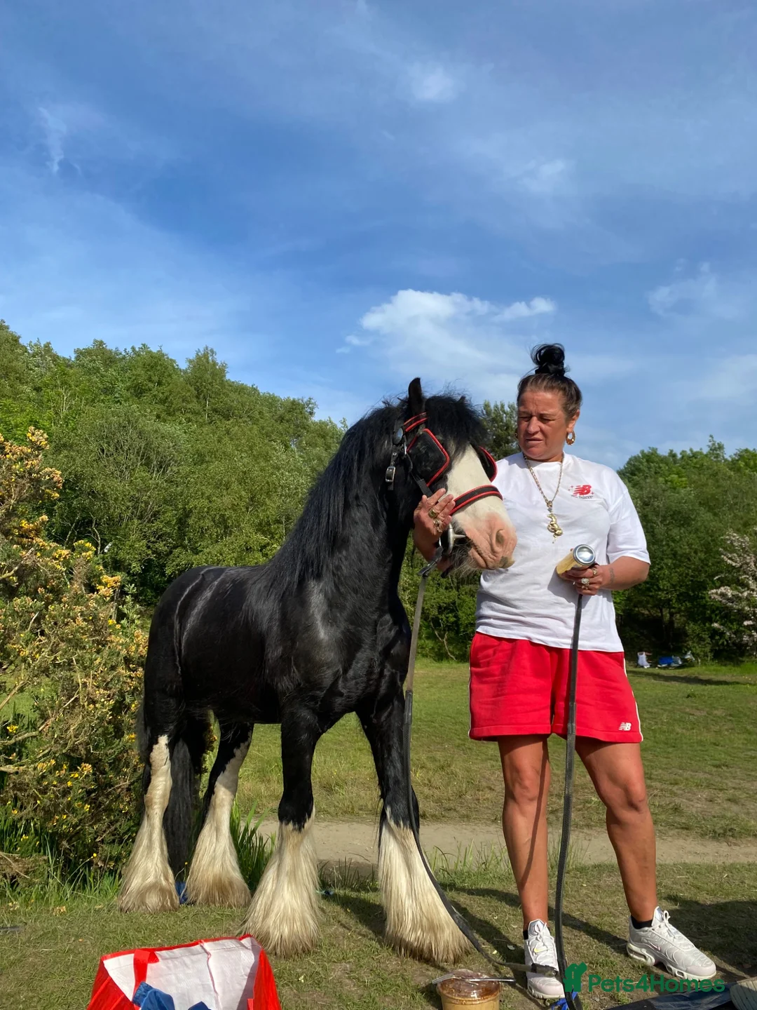 Miniature horses for sale: Prince 💙 - Advert 2