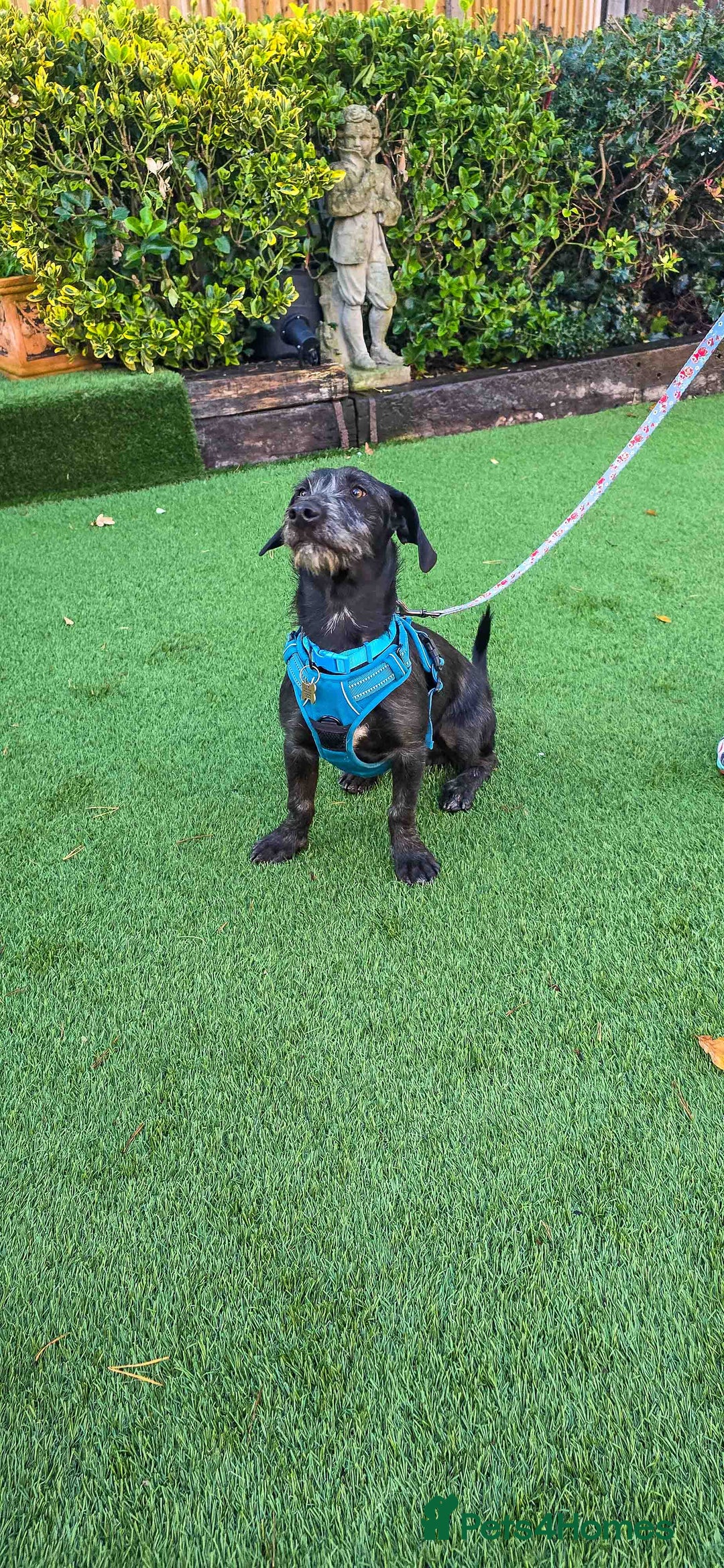 Mixed Breed dogs for adoption: Funny Little Fritz - reserved - Advert 12