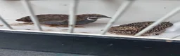 Quail poultry for sale: Chinese painted quail pairs  in Newcastle upon Tyne - Advert 2