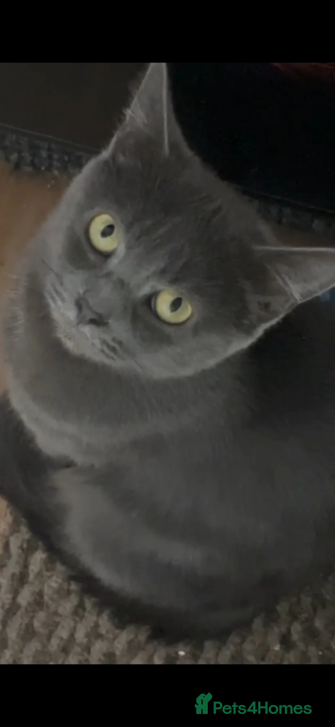 Mixed Breed cats for sale:  **   in Smethwick - Advert 6