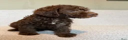 Lagotto Romagnolo dogs for sale: 🐾 Lagotto Lab Puppies 🐾 - Advert 5