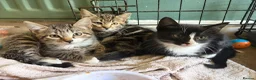 Mixed Breed cats for sale: Gorgeous kittens  - Advert 1