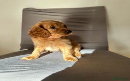 Cockapoo dogs for sale: Adorable Pappy Bread Cockapoo Puppies F2 - Image 2