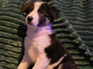 Border Collie dogs Border collie pups - Advert 7