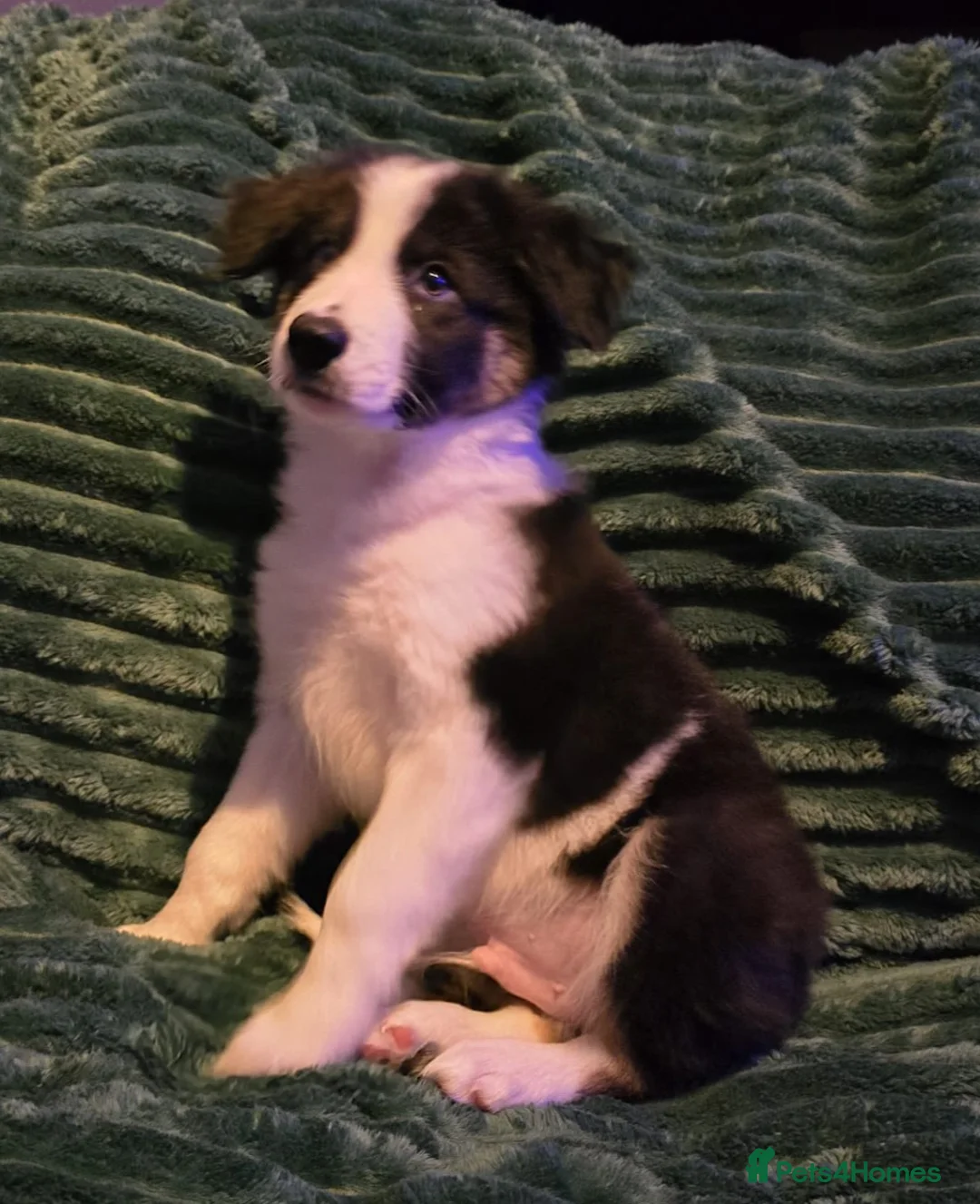 Border Collie dogs for sale: Border collie pups  - Advert 1