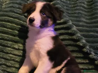 Border Collie dogs Border collie pups - Advert 6