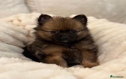 Pomeranian dogs for sale: 🐾 KC Registered Pomeranian Puppies 🐾 - Image 17