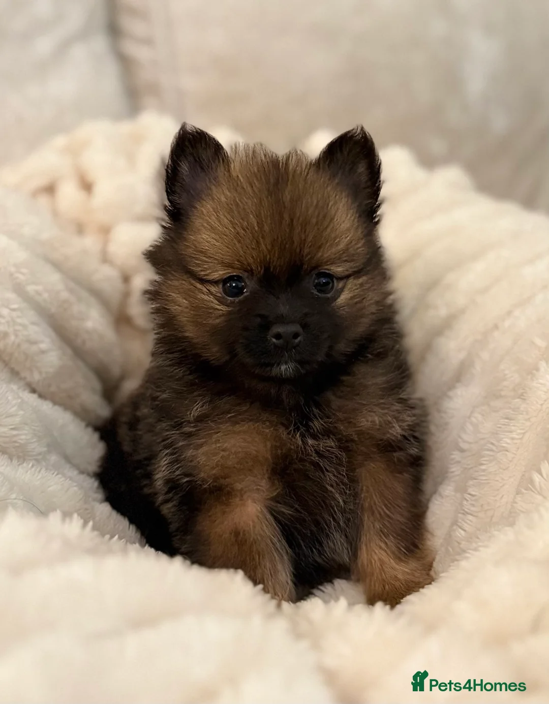 Pomeranian dogs for sale: 🐾 100% Pomeranian Puppies 🐾 - Advert 17