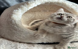 British Shorthair cats for sale: Pure British shorthair kittens for sale  - Image 3