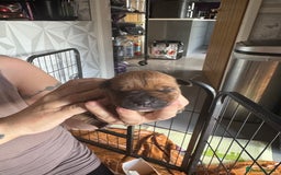 Staffordshire Bull Terrier dogs for sale: Staffordshire bull terrier puppies  - Image 15