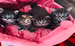 Scottish Fold cats for sale: Gorgeous Scottish Fold long hair - Image 1