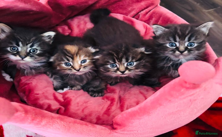 Scottish Fold cats - Advert 14