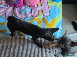 French Bulldog dogs ❤️⭐️ ONE Frenchie Pom GIRL LEFT ❤️⭐️ - Advert 18