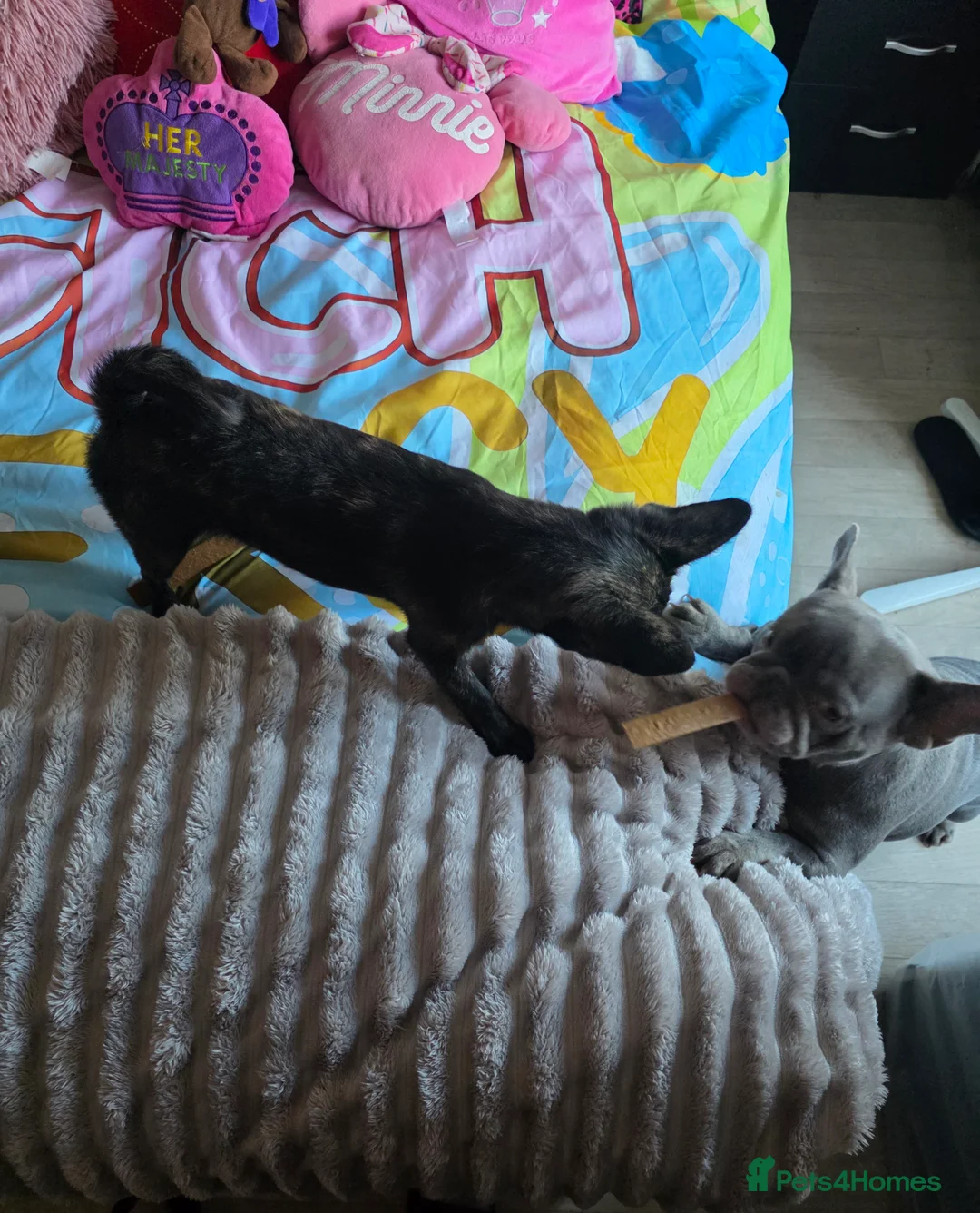 French Bulldog dogs for sale: ❤️⭐️ ONE Frenchie Pom GIRL LEFT ❤️⭐️ - Advert 6