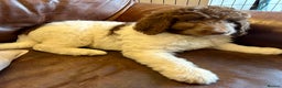 Newfypoo dogs for sale: F1B Newfypoo Girl  - Advert 6