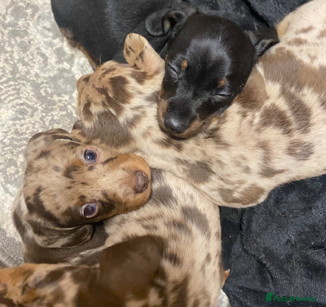 Miniature Dachshund dogs for sale: Miniature Dachshund 🌟4 BOYS🌟 - Image 7