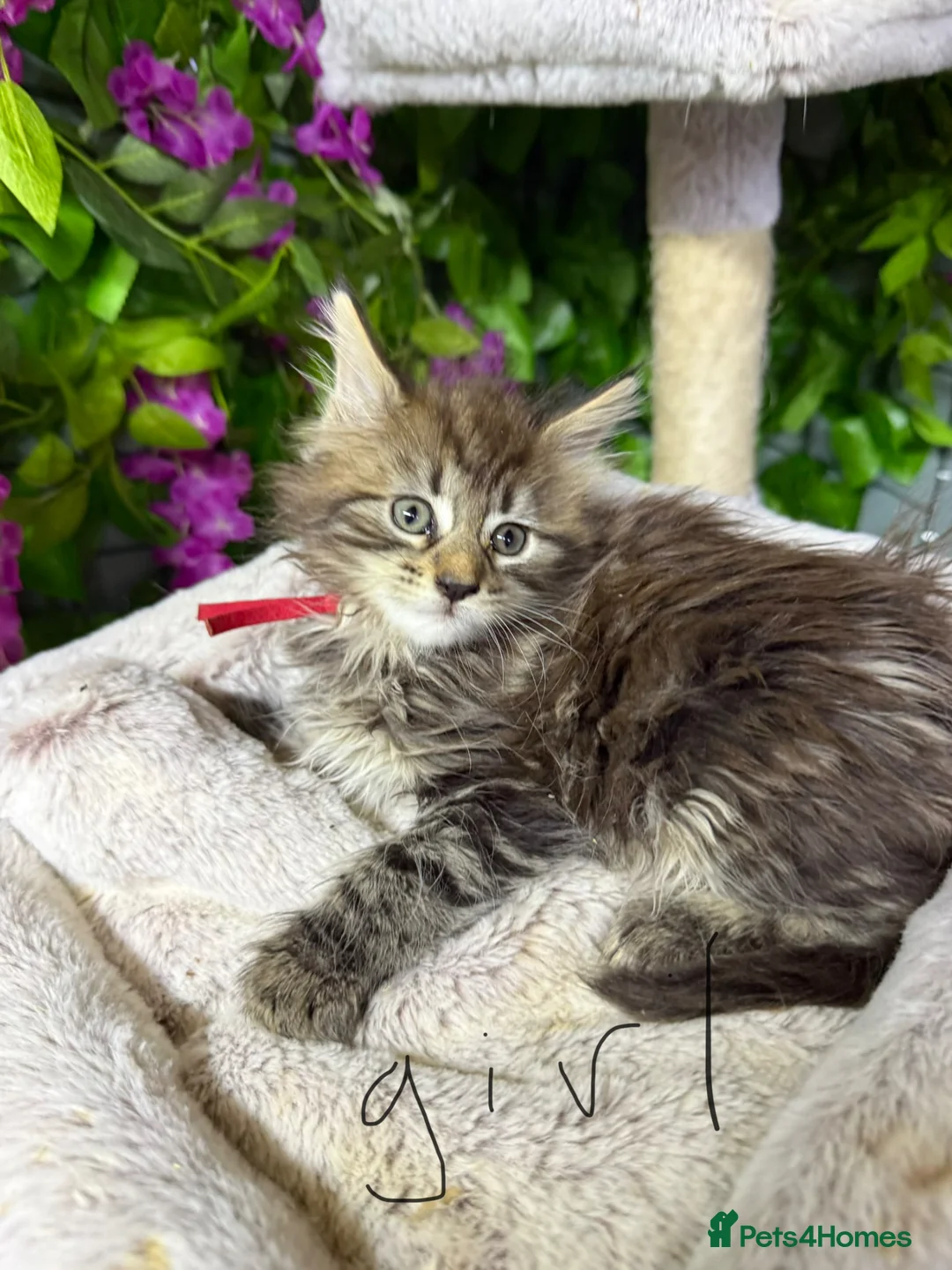 Maine Coon cats for sale: Mainecoon  - Advert 1