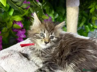 Maine Coon cats for sale: Mainecoon - Advert 1