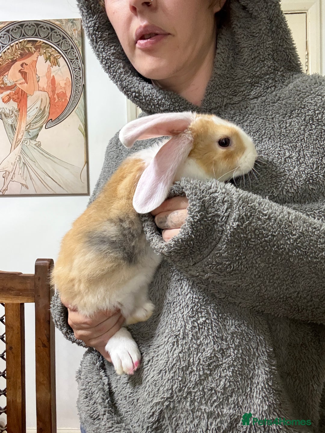 Silver Fox rabbits for sale: Spectacular Harlequin Silver Fox crosses - Image 6