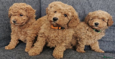 Toy Poodle dogs - Advert 2