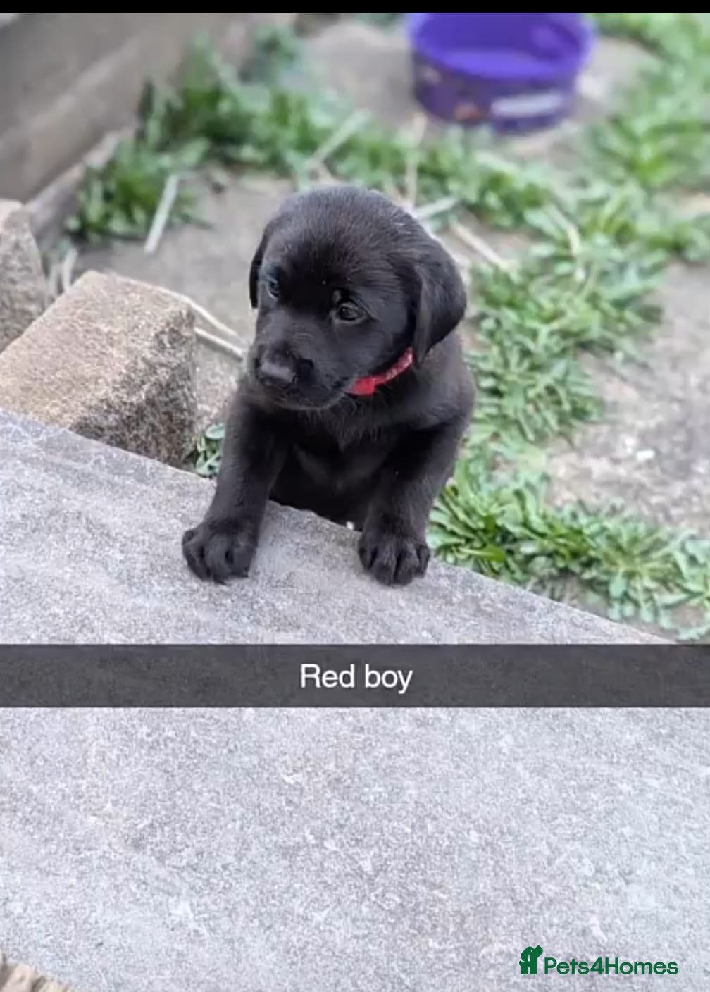 Labrador Retriever dogs Beautiful Labrador Puppies 5weeks 1 girl 3 boys - Advert 5