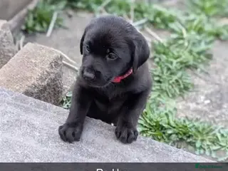 Labrador Retriever dogs Beautiful Labrador Puppies 5weeks 1 girl 3 boys - Advert 5