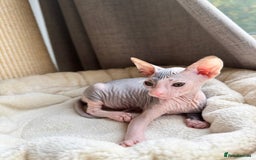 Sphynx cats for sale: Don Sphynx Kittens - Image 27