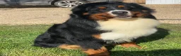Bernese Mountain Dog dogs for stud: Outstanding kc reg Bernese mountain dog stud - Advert 9