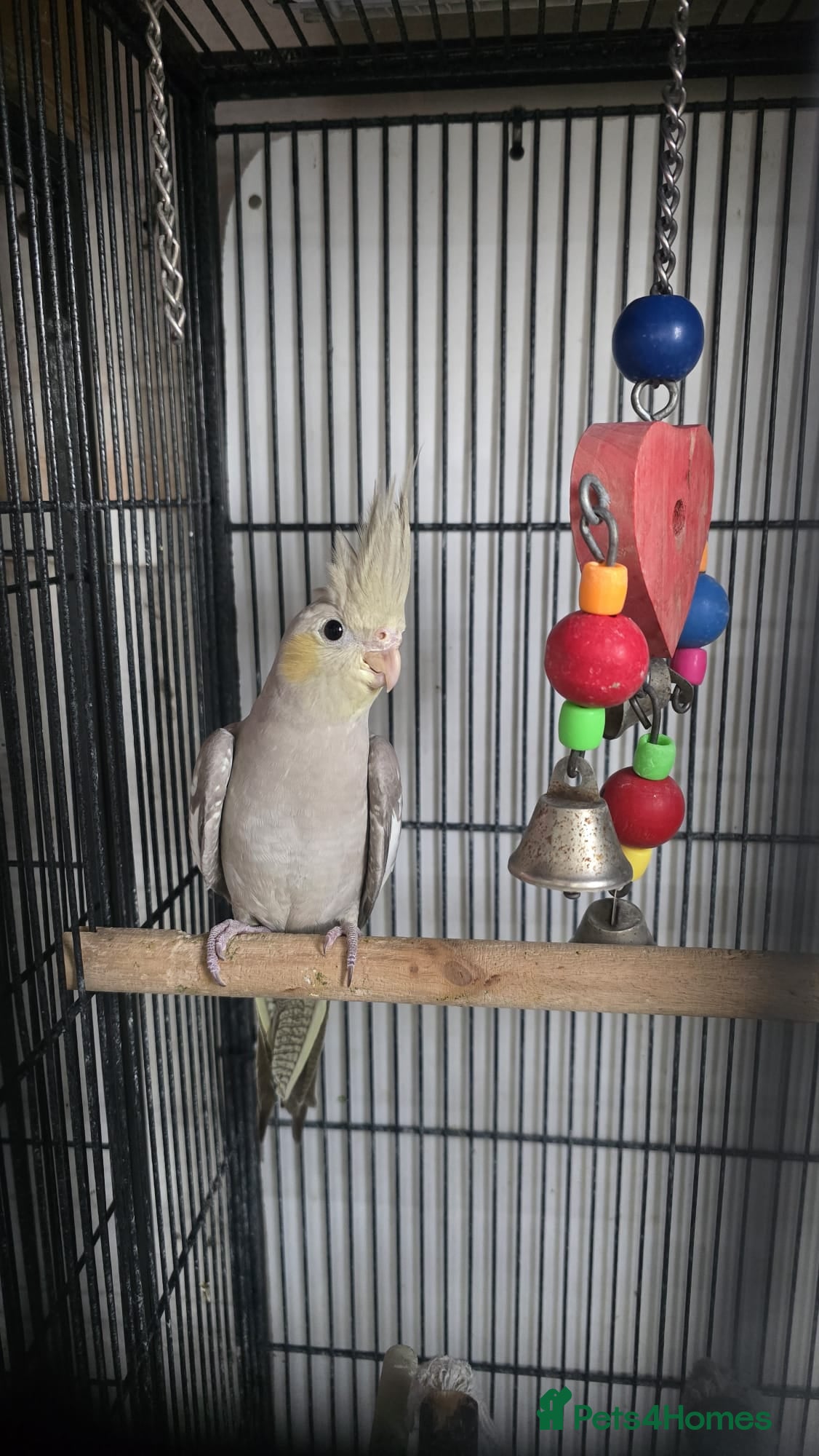Cockatiels birds Cockatiel - Advert 2