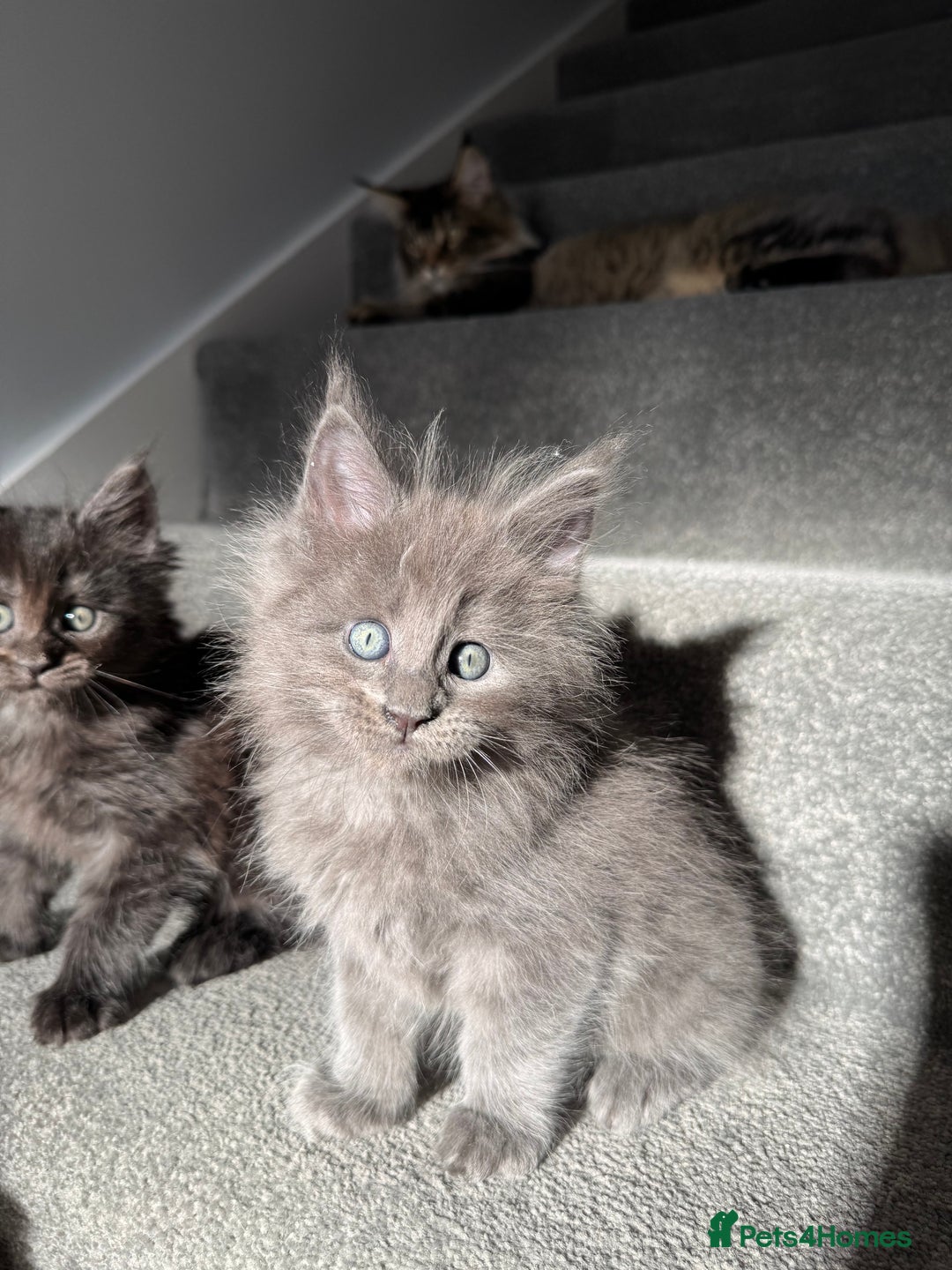 Maine Coon cats for sale: Pedigree Maine Coon Kittens – Blues & Smokes - Advert 13