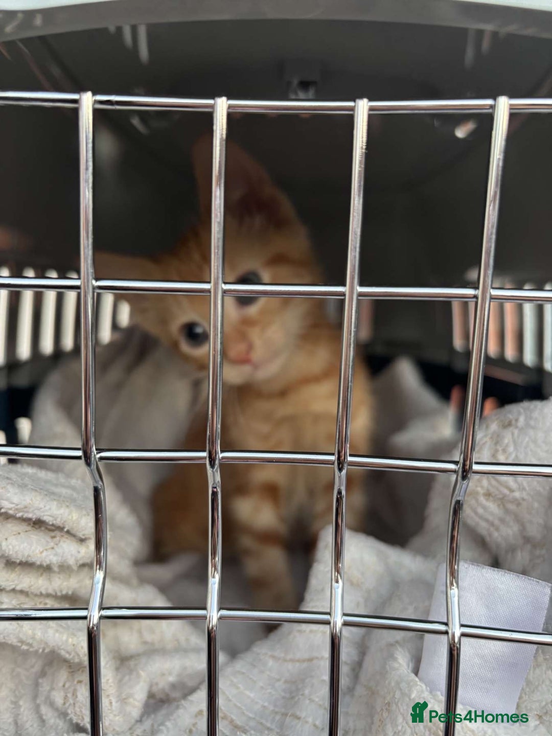 Mixed Breed cats for sale: Ginger male cat ready to go now!! - Image 4