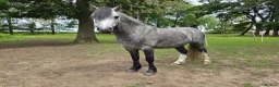 Welsh Section A horses for sale: Cosford Fandango  in Norwich - Advert 4