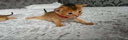 Abyssinian cats for sale: Abyssinian Kittens - Advert 16