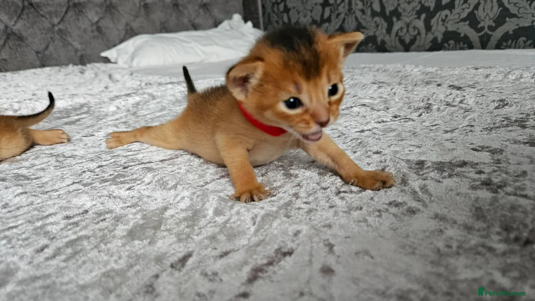 Abyssinian cats for sale: Abyssinian Kittens - Advert 16