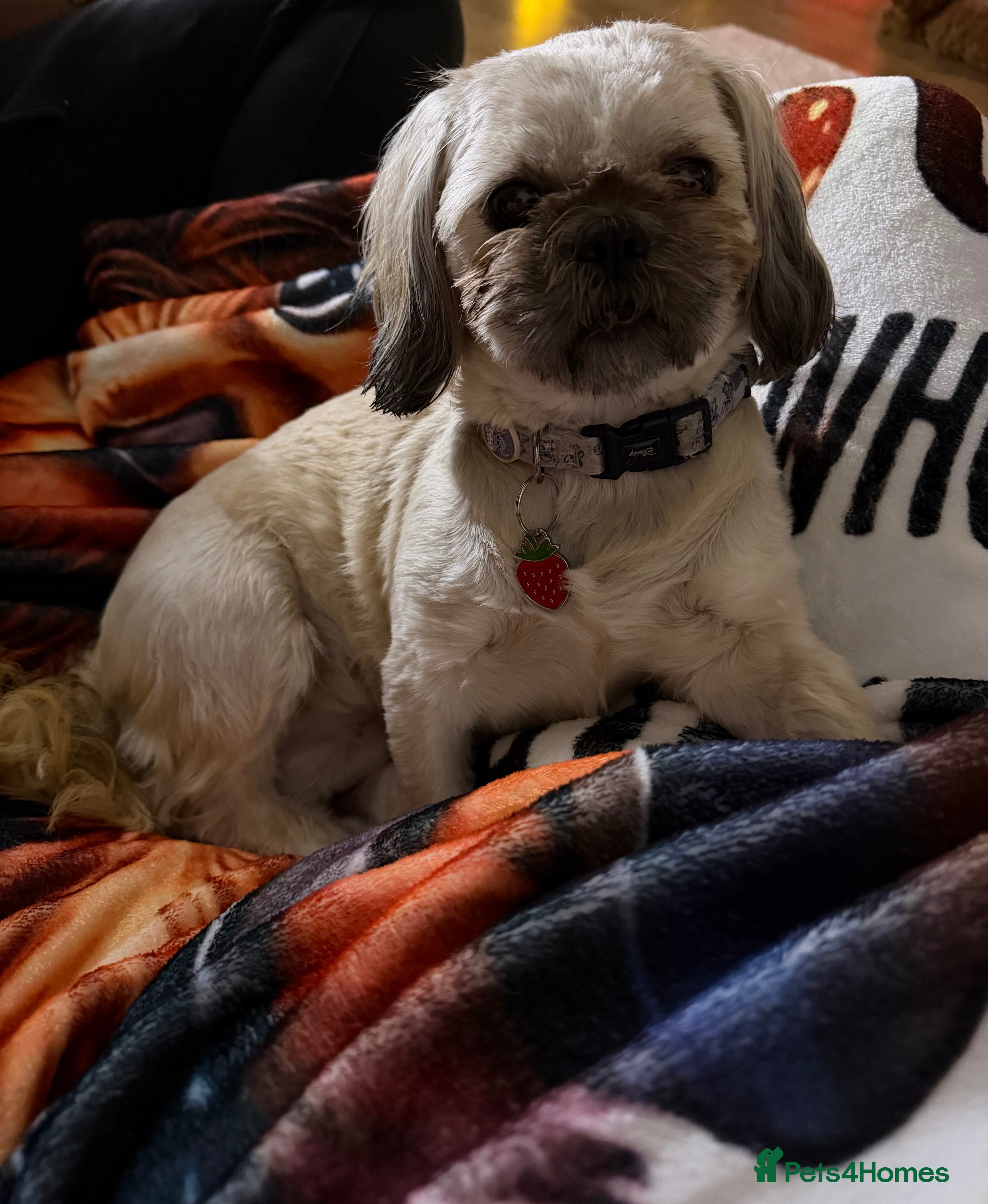 Shih Tzu dogs Shih Tzu puppy’s  - Advert 2