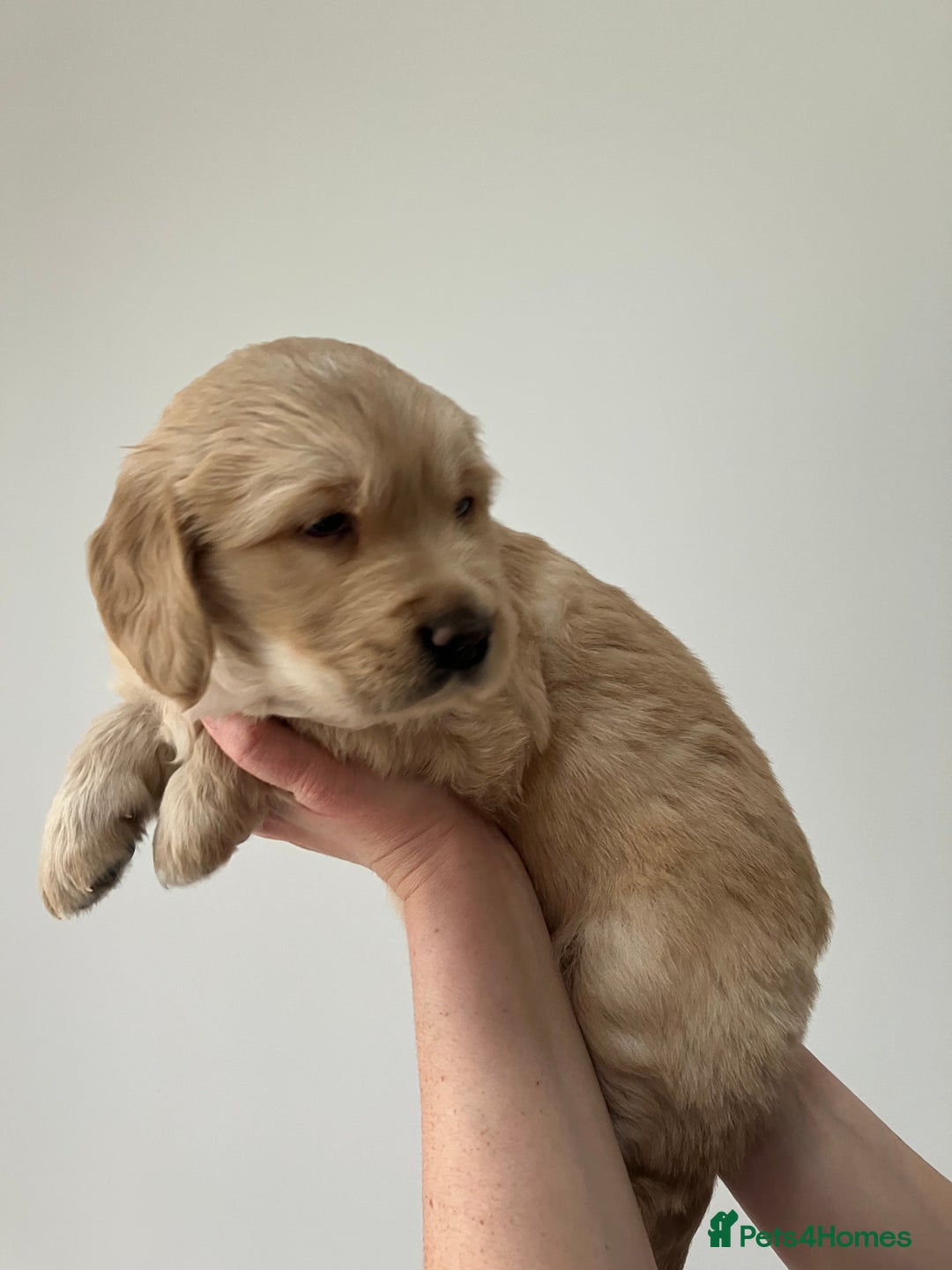 Golden Retriever dogs for sale: KC Registered Golden Retriever Male Ready  24/12 - Advert 5