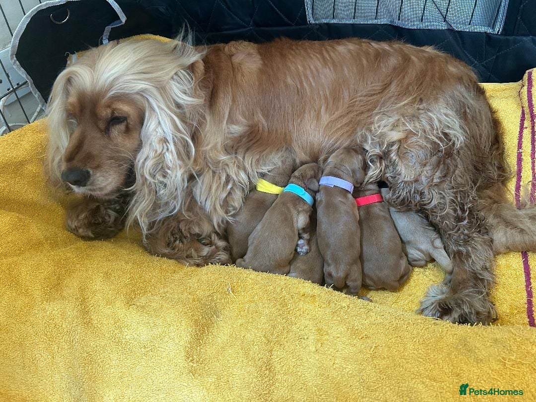 Cocker Spaniel dogs Pedigree Golden Cocker Spaniels KC Registered - Advert 2