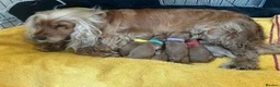 Cocker Spaniel dogs for sale: Pedigree Golden Cocker Spaniels KC Registered in Chigwell - Advert 2