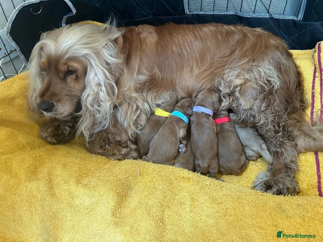 Cocker Spaniel dogs for sale: Pedigree Golden Cocker Spaniels KC Registered in Chigwell - Advert 2
