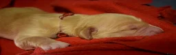 Golden Retriever dogs for sale: Golden Retriever Puppies - Advert 21