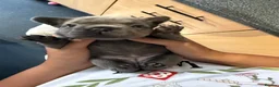 French Bulldog dogs for sale: 5 beautiful Kc reg pups carrying  **  & fluffy - Advert 15