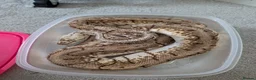 Python Snake reptiles for sale: Spinner Blast Ball Python  in Orpington - Advert 1