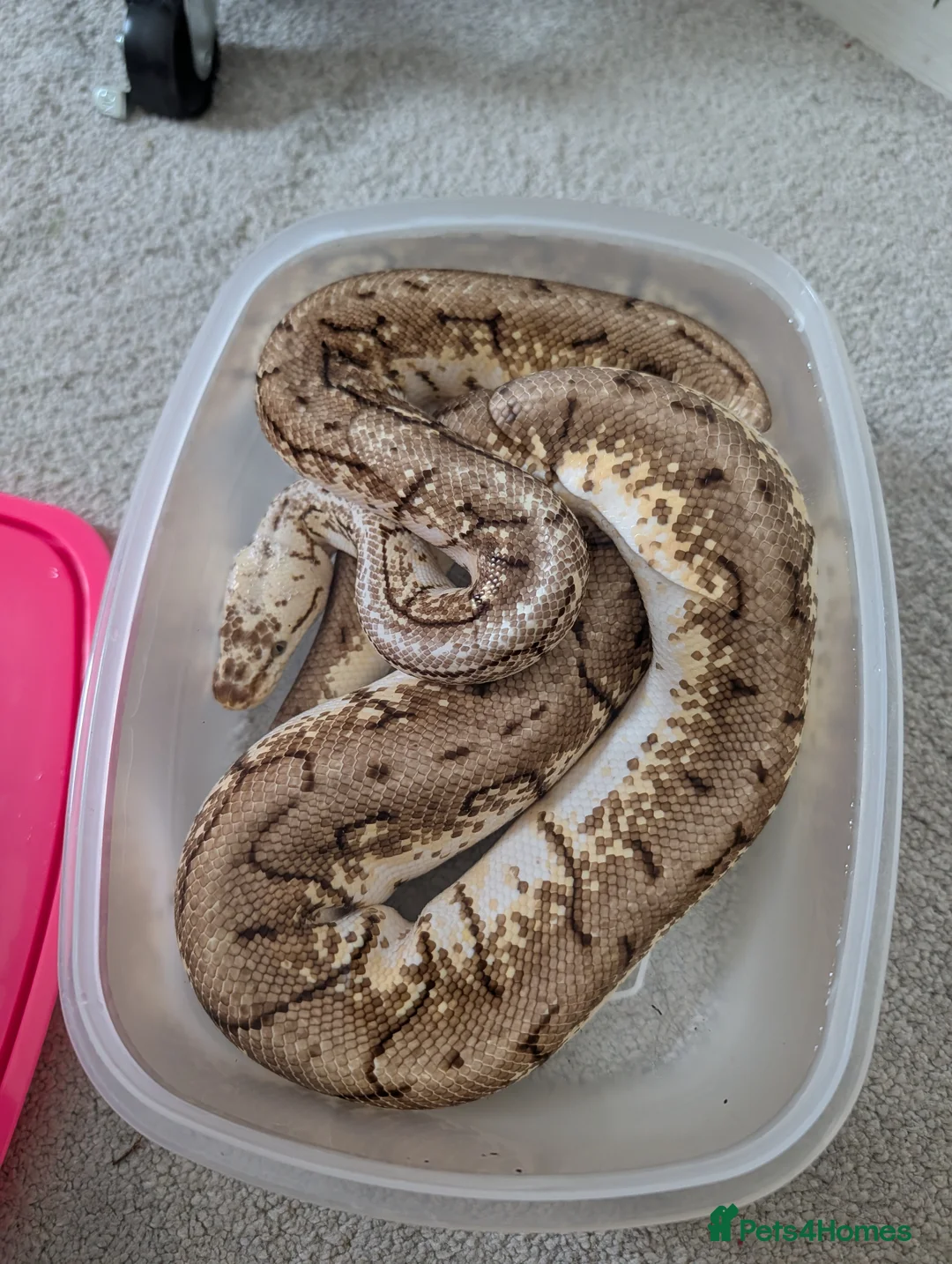 Python Snake reptiles for sale: Spinner Blast Ball Python  in Orpington - Advert 1