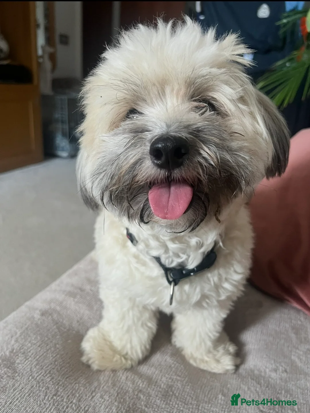 Maltipoo dogs for sale: Maltipoo - Advert 4