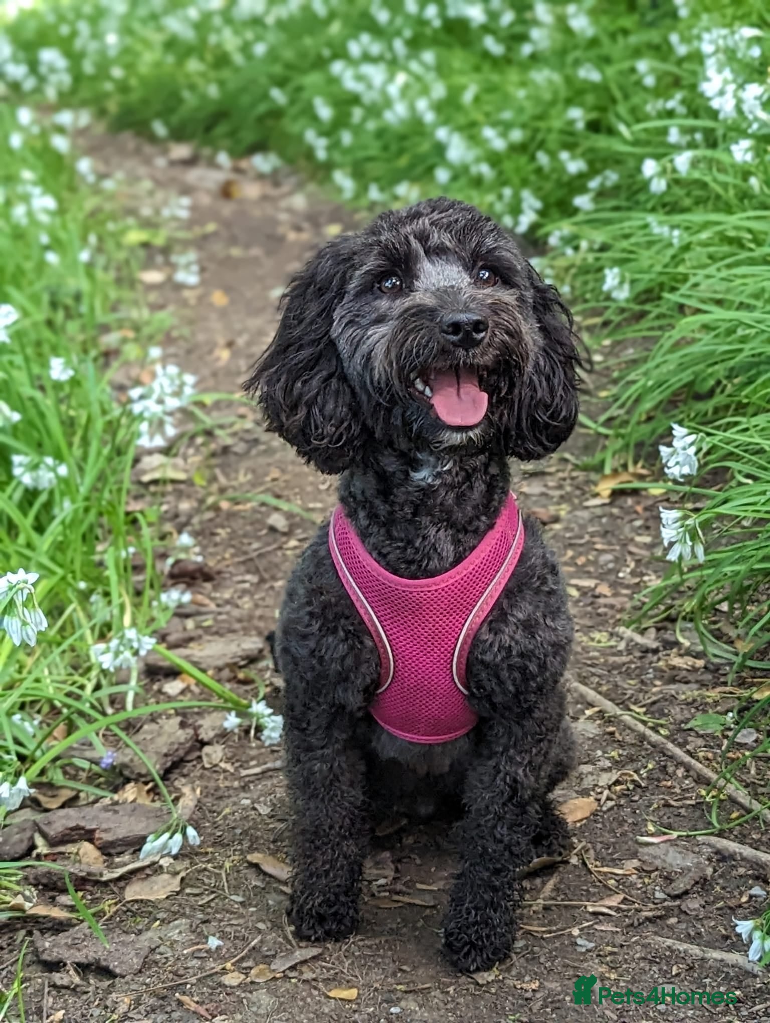 Cockapoo dogs Cockapoo puppies  - Advert 5