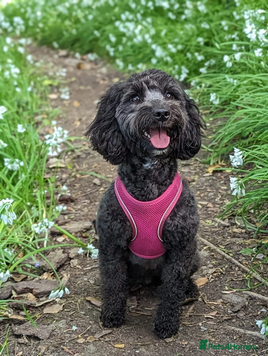 Cockapoo dogs for sale: Cockapoo puppies  - Advert 1