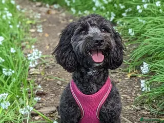 Cockapoo dogs Cockapoo puppies - Advert 5