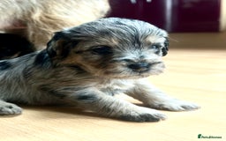 Border Terrier dogs for sale: Stunning Border Teddies - Image 2