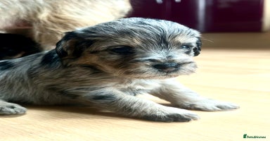 Border Terrier dogs - Advert 1